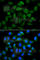 Alpha Fetoprotein antibody, A0200, ABclonal Technology, Immunofluorescence image 