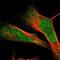 Zinc Finger Protein 750 antibody, HPA021573, Atlas Antibodies, Immunofluorescence image 