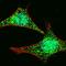 Rab effector Noc2 antibody, orb373210, Biorbyt, Immunofluorescence image 