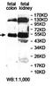 Lipase H antibody, orb78418, Biorbyt, Western Blot image 