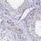 Goosecoid Homeobox 2 antibody, HPA043011, Atlas Antibodies, Immunohistochemistry frozen image 