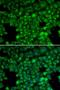 Angiopoietin-related protein 4 antibody, orb136892, Biorbyt, Immunofluorescence image 