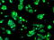 SDH antibody, GTX83588, GeneTex, Immunofluorescence image 