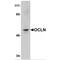 Occludin antibody, TA306787, Origene, Western Blot image 