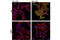 Akt antibody, 9018T, Cell Signaling Technology, Immunocytochemistry image 