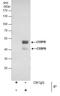 CCAAT Enhancer Binding Protein Beta antibody, PA5-27244, Invitrogen Antibodies, Immunoprecipitation image 