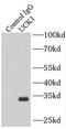 Uridine-Cytidine Kinase 1 antibody, FNab09222, FineTest, Immunoprecipitation image 