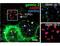 Survival of motor neuron protein-interacting protein 1 antibody, MBS375136, MyBioSource, Immunofluorescence image 