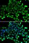 Copper Metabolism Domain Containing 1 antibody, LS-B15456, Lifespan Biosciences, Immunofluorescence image 
