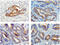 Vascular Endothelial Growth Factor C antibody, DM3527, Origene, Immunohistochemistry frozen image 