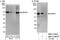 SUMO Specific Peptidase 3 antibody, NBP1-71895, Novus Biologicals, Western Blot image 