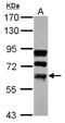 Far Upstream Element Binding Protein 3 antibody, NBP2-16545, Novus Biologicals, Western Blot image 