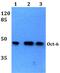 POU domain, class 3, transcription factor 1 antibody, PA5-36258, Invitrogen Antibodies, Western Blot image 