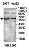 Potassium Voltage-Gated Channel Modifier Subfamily V Member 2 antibody, orb78141, Biorbyt, Western Blot image 
