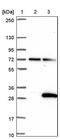 Dynactin Subunit 3 antibody, PA5-60864, Invitrogen Antibodies, Western Blot image 