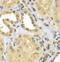 Cytosolic Iron-Sulfur Assembly Component 1 antibody, FNab01704, FineTest, Immunohistochemistry frozen image 