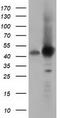 DnaJ Heat Shock Protein Family (Hsp40) Member A2 antibody, CF501709, Origene, Western Blot image 