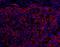 Spectrin alpha chain, brain antibody, A301-249A, Bethyl Labs, Immunofluorescence image 