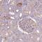 ECL antibody, PA5-64049, Invitrogen Antibodies, Immunohistochemistry frozen image 