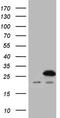 Signal Peptidase Complex Subunit 2 antibody, LS-C798550, Lifespan Biosciences, Western Blot image 