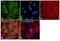 Beta-Secretase 1 antibody, MA1-177, Invitrogen Antibodies, Immunofluorescence image 