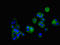 Claudin 5 antibody, LS-C671517, Lifespan Biosciences, Immunofluorescence image 
