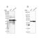 Stem-Loop Binding Protein antibody, NBP1-83290, Novus Biologicals, Western Blot image 