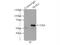 NADPH Oxidase 4 antibody, 14347-1-AP, Proteintech Group, Immunoprecipitation image 