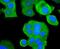 Mitogen-Activated Protein Kinase Kinase Kinase 5 antibody, NBP2-67481, Novus Biologicals, Immunofluorescence image 