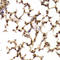 Eukaryotic translation initiation factor 5 antibody, LS-C334808, Lifespan Biosciences, Immunohistochemistry paraffin image 