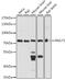 N-Glycanase 1 antibody, A15864, ABclonal Technology, Western Blot image 