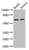 Protein CBFA2T1 antibody, orb45041, Biorbyt, Western Blot image 
