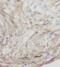 Collagen Triple Helix Repeat Containing 1 antibody, FNab02055, FineTest, Immunohistochemistry frozen image 