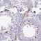 Zinc Finger Protein 816 antibody, NBP2-14733, Novus Biologicals, Immunohistochemistry frozen image 