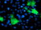Docking Protein 2 antibody, TA503337, Origene, Immunofluorescence image 
