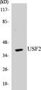 Upstream Transcription Factor 2, C-Fos Interacting antibody, EKC1587, Boster Biological Technology, Western Blot image 