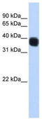 Single-stranded DNA-binding protein 3 antibody, TA333762, Origene, Western Blot image 