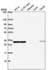 Lysosomal Associated Membrane Protein Family Member 5 antibody, NBP2-57819, Novus Biologicals, Western Blot image 