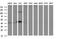 Proteasomal ATPase-associated factor 1 antibody, NBP2-46309, Novus Biologicals, Western Blot image 