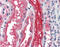 Clamp antibody, 51-976, ProSci, Immunohistochemistry frozen image 