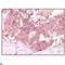 Fibroblast Growth Factor 2 antibody, LS-C812468, Lifespan Biosciences, Immunohistochemistry paraffin image 
