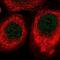 Radial Spoke Head Component 4A antibody, NBP1-90574, Novus Biologicals, Immunocytochemistry image 