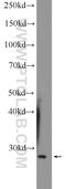 Hydrogen Voltage Gated Channel 1 antibody, 14162-1-AP, Proteintech Group, Western Blot image 