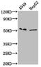 Major Facilitator Superfamily Domain Containing 4A antibody, LS-C680858, Lifespan Biosciences, Western Blot image 