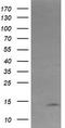 Keratin Associated Protein 2-4 antibody, LS-C173431, Lifespan Biosciences, Western Blot image 
