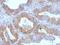 LHRHR antibody, M01120, Boster Biological Technology, Immunohistochemistry frozen image 