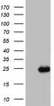Iron-sulfur cluster assembly enzyme ISCU, mitochondrial antibody, CF803397, Origene, Western Blot image 