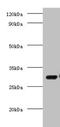 COP9 Signalosome Subunit 7A antibody, CSB-PA880068HA01HU, Cusabio, Western Blot image 