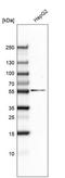 ERF3A antibody, NBP2-61418, Novus Biologicals, Western Blot image 