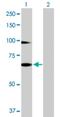 RNF12 antibody, H00051132-B01P, Novus Biologicals, Western Blot image 